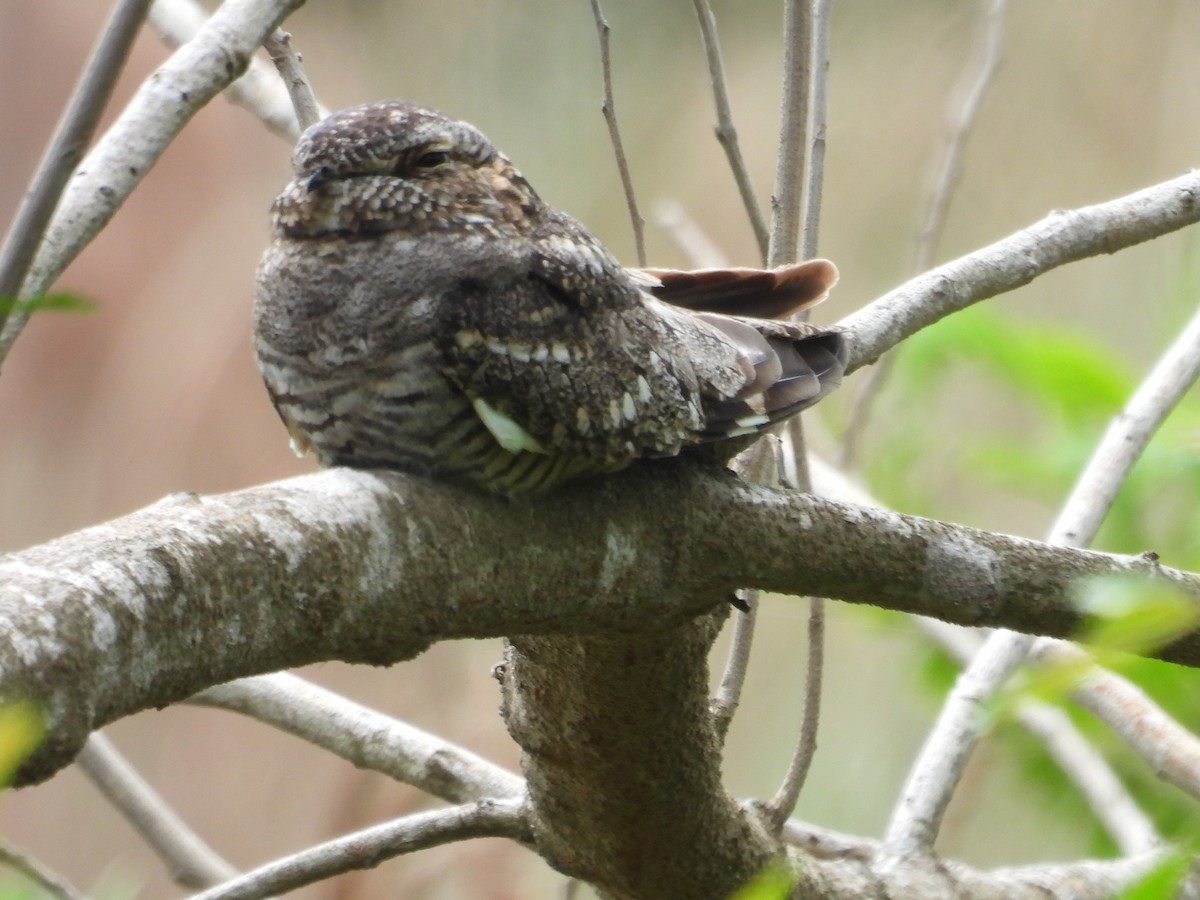 Lesser Nighthawk - Paolo Matteucci