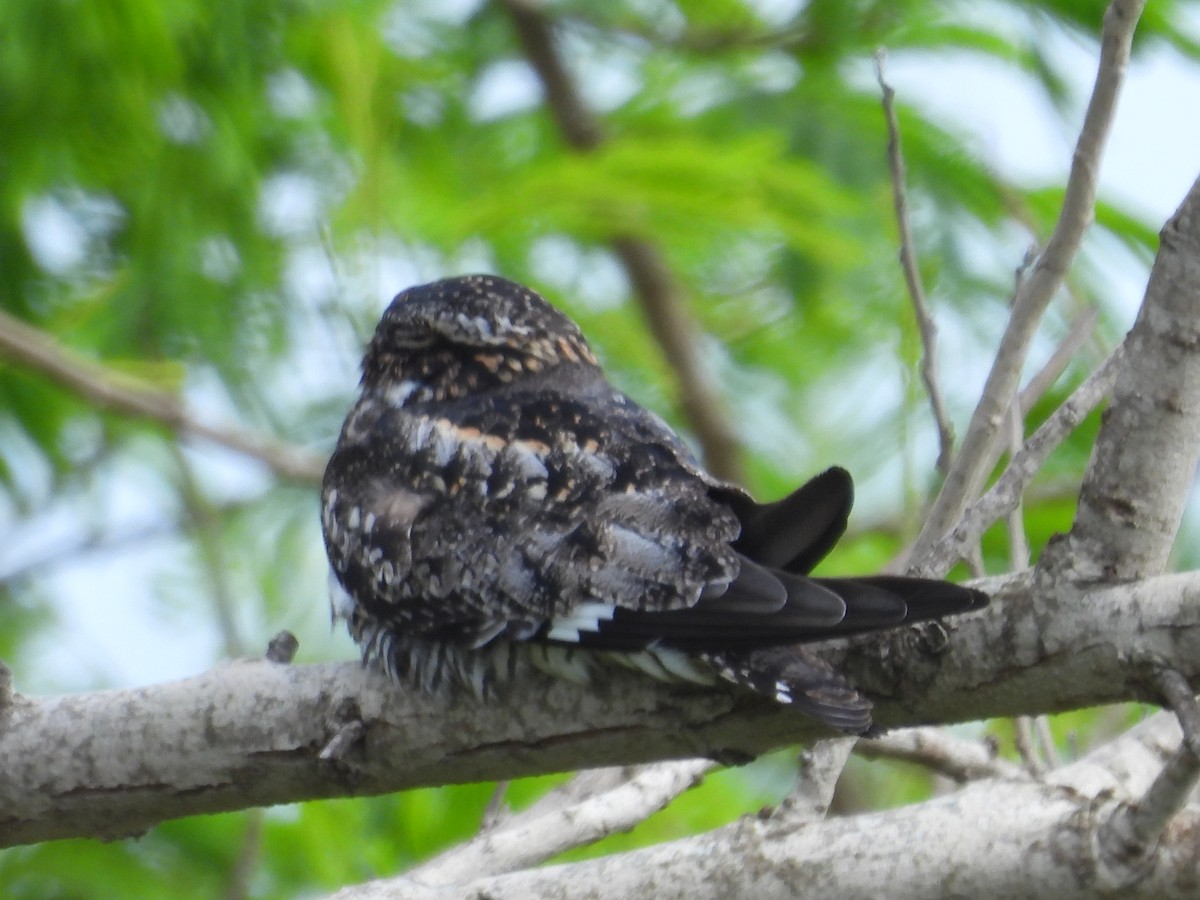 Lesser Nighthawk - Paolo Matteucci