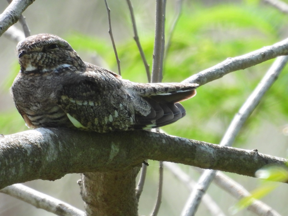 Lesser Nighthawk - Paolo Matteucci