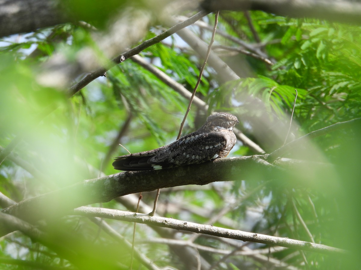 Lesser Nighthawk - Paolo Matteucci