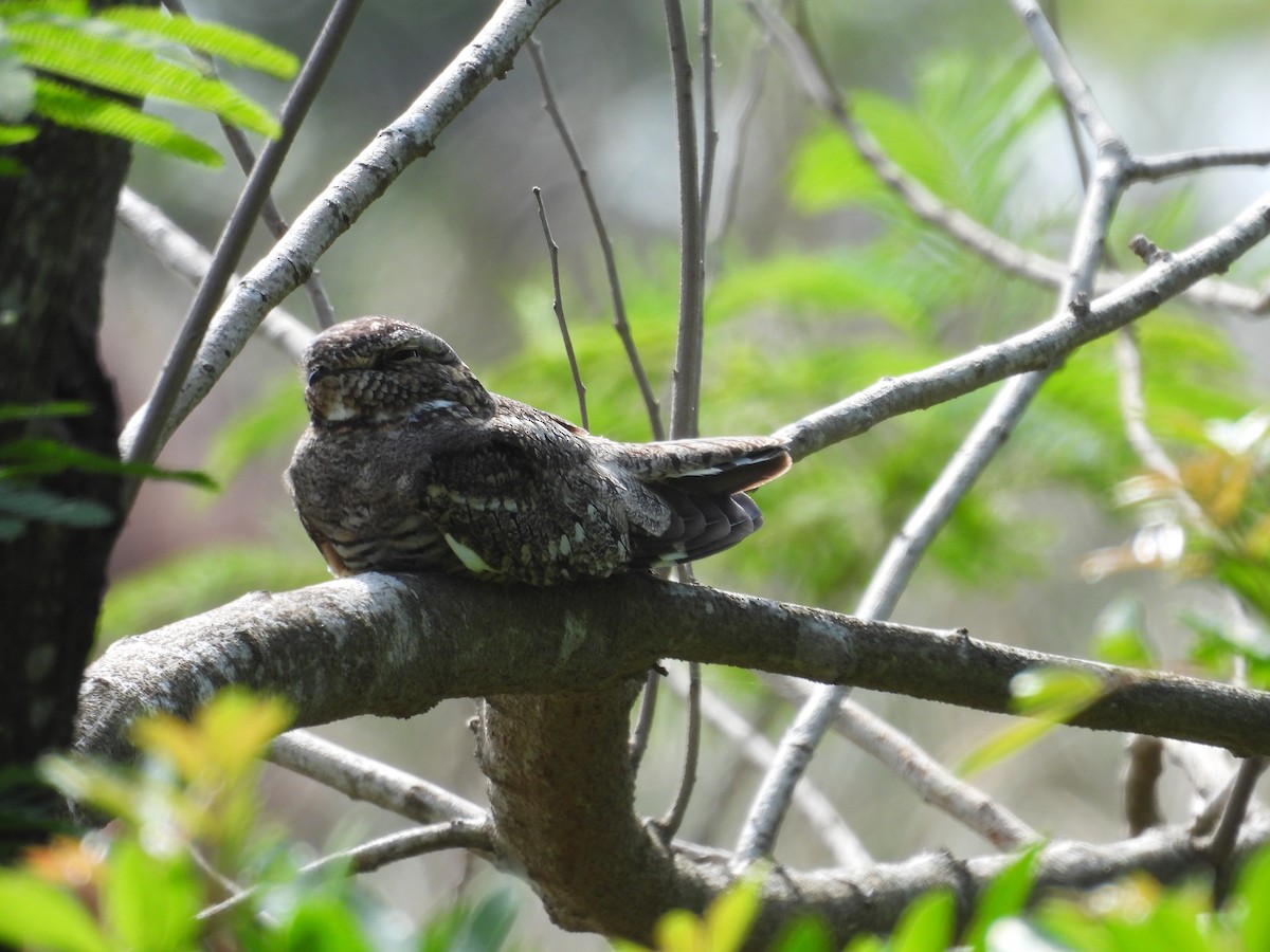 Lesser Nighthawk - Paolo Matteucci