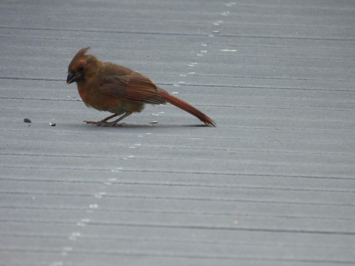 Northern Cardinal - Denise Rychlik