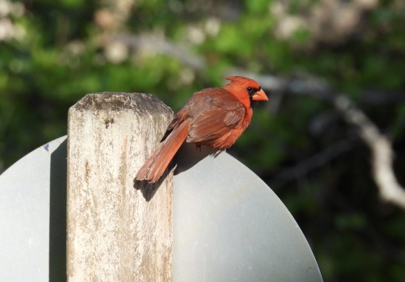 Northern Cardinal - Denise Rychlik