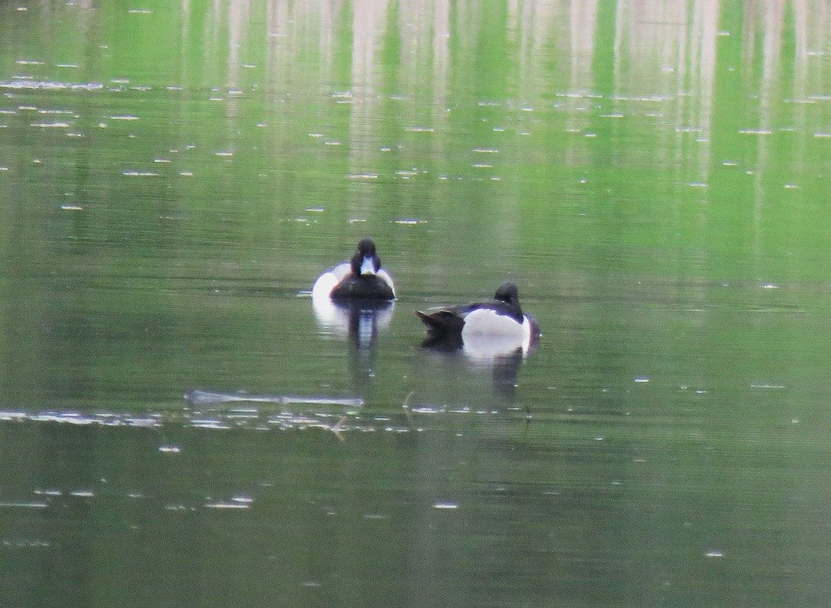 Greater Scaup - Teresa Weismiller