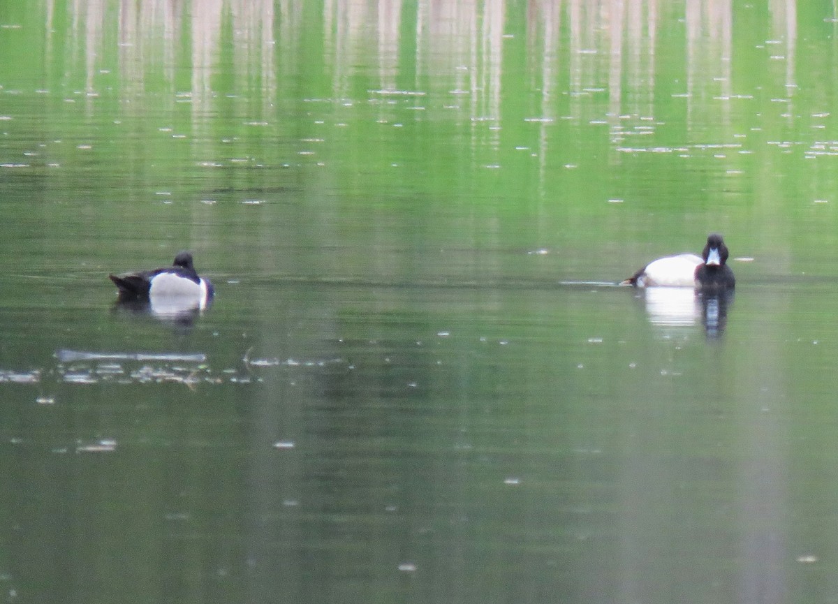 Greater Scaup - Teresa Weismiller