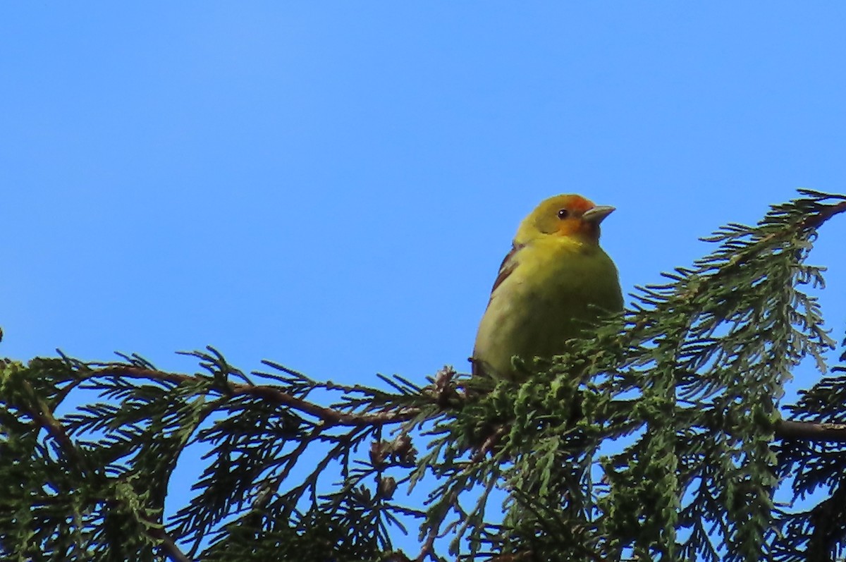 Western Tanager - ML619640921