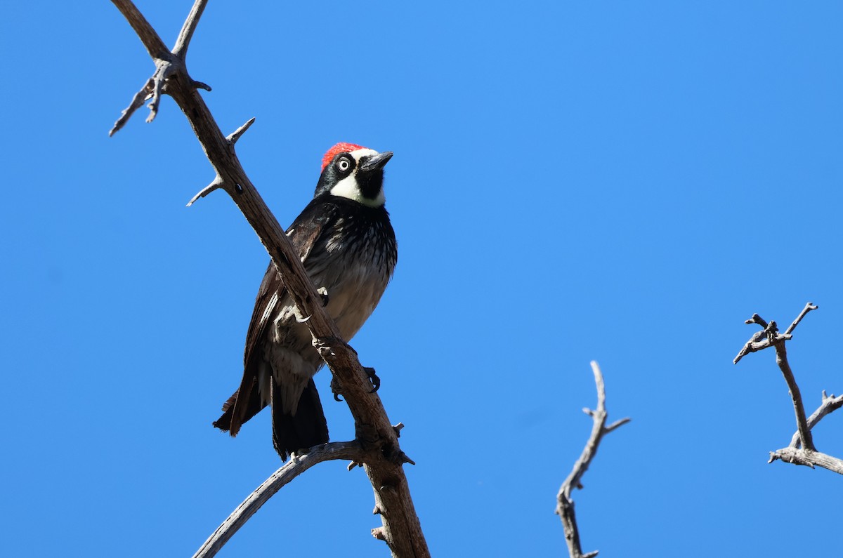 Acorn Woodpecker - Tricia Vesely