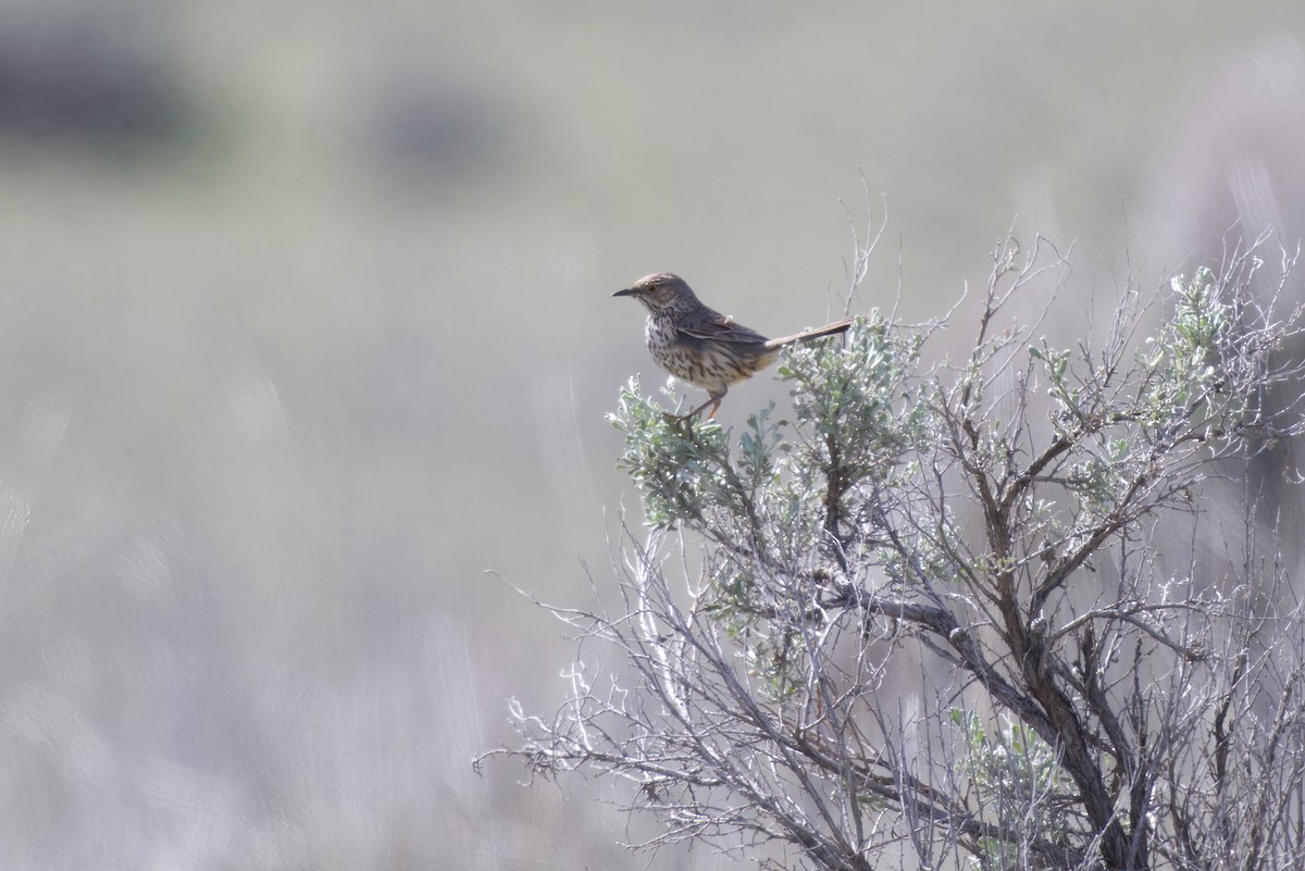 Sage Thrasher - Kyle Elfman