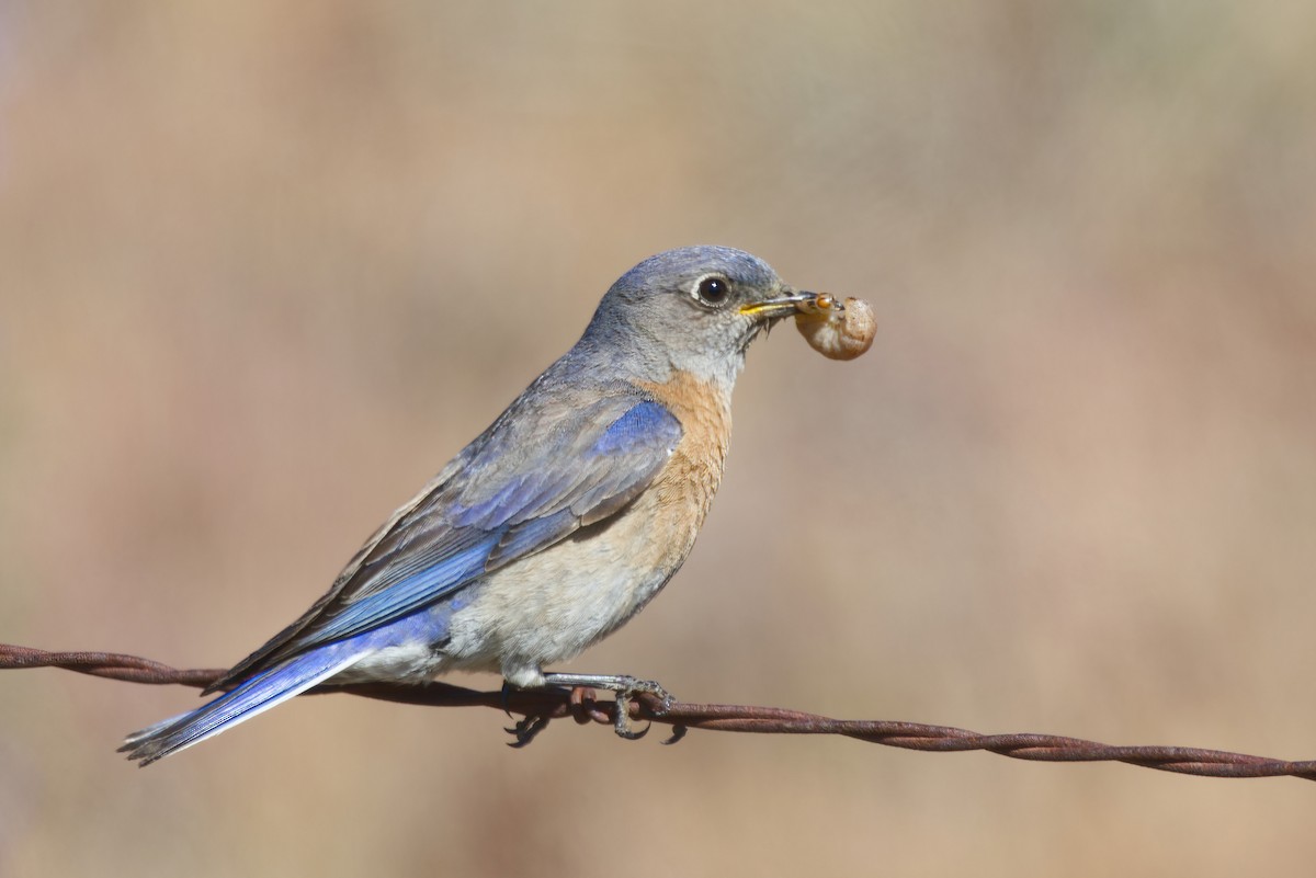 Western Bluebird - ML619640946