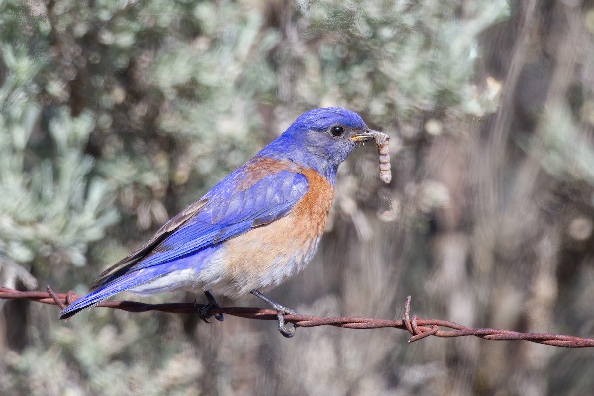 Western Bluebird - Kyle Elfman