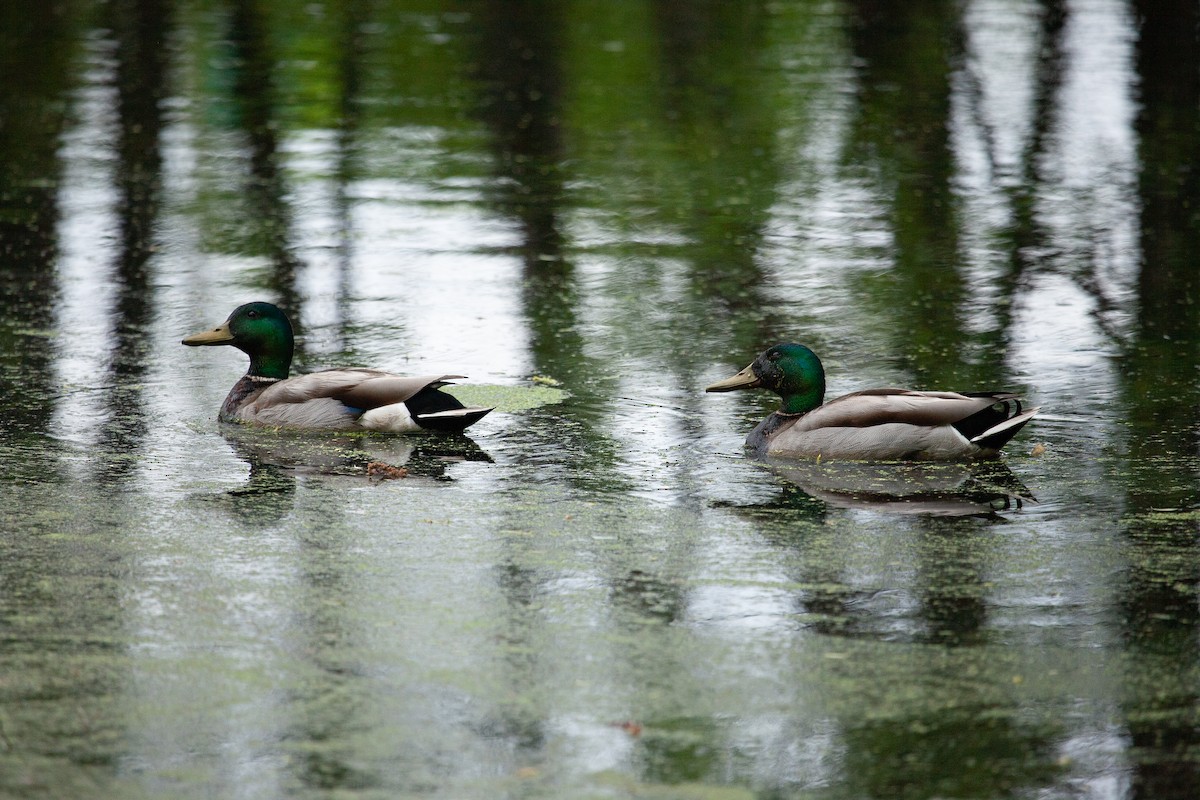 Mallard - Catherine Paquet