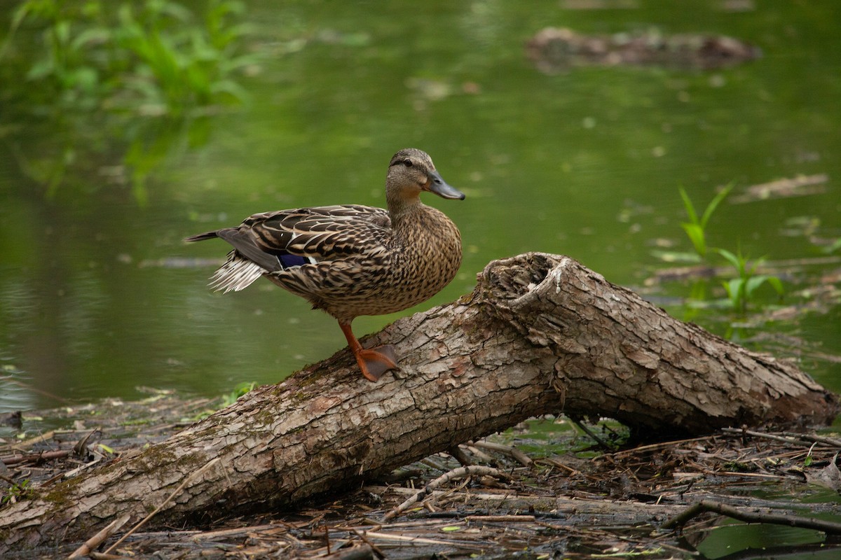 Mallard - Catherine Paquet