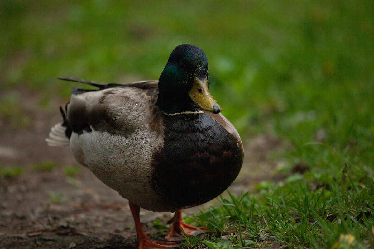 Mallard - Catherine Paquet