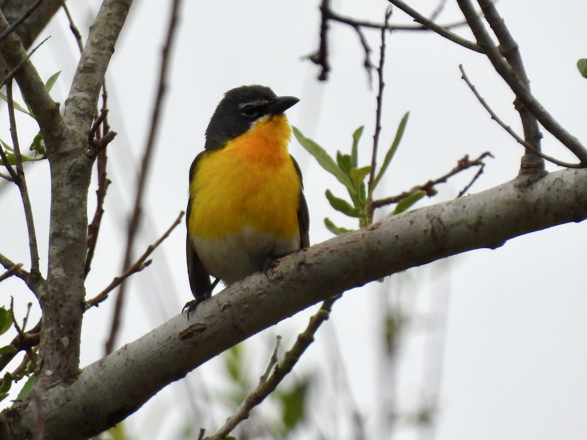 Yellow-breasted Chat - ML619640954