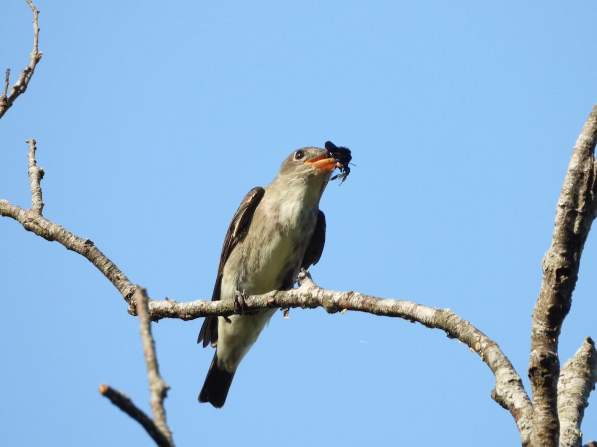 Olive-sided Flycatcher - Jose Bolaños