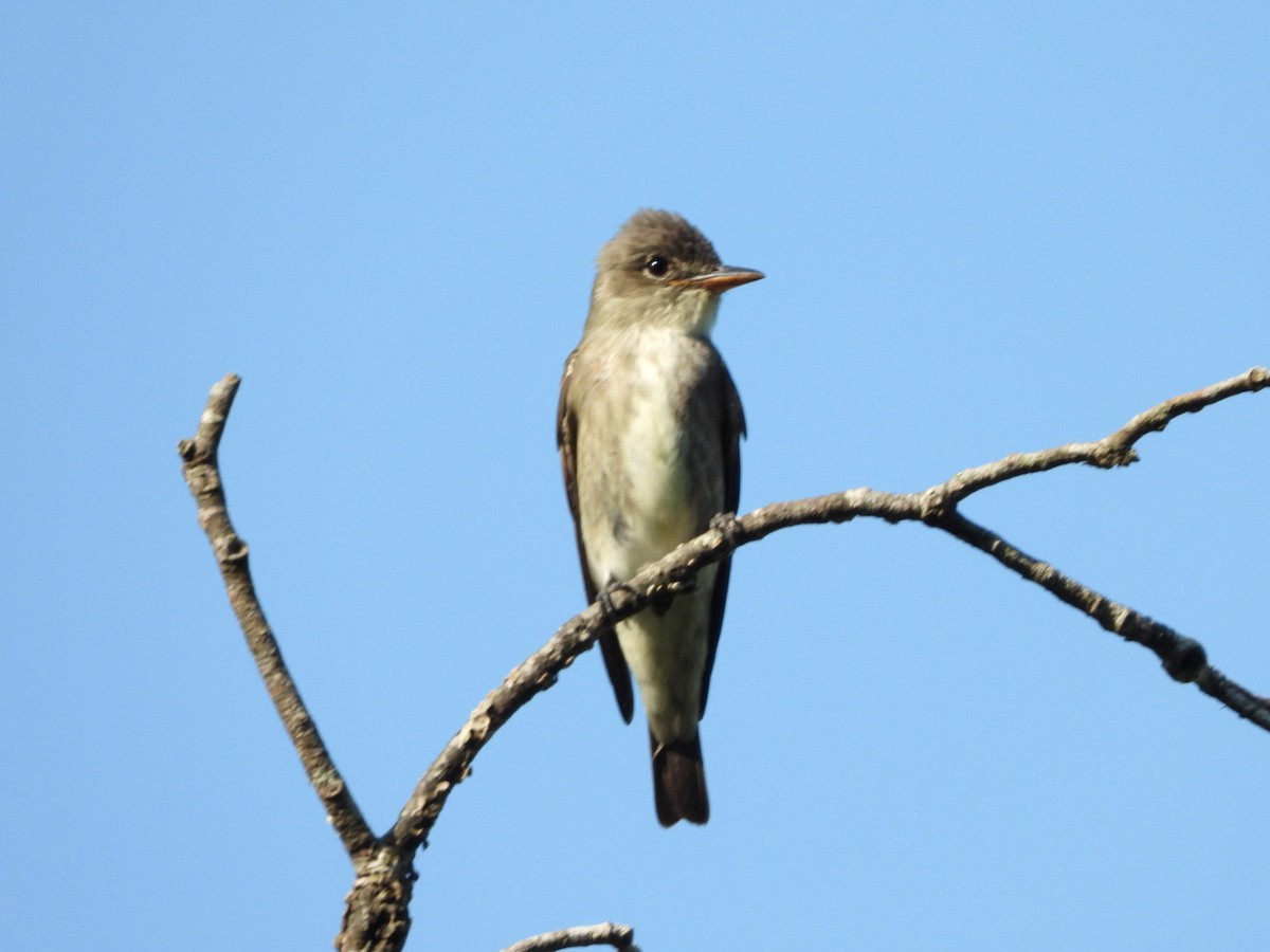 Olive-sided Flycatcher - Jose Bolaños