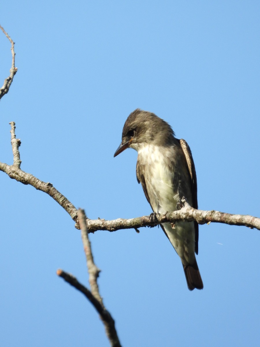 Olive-sided Flycatcher - Jose Bolaños