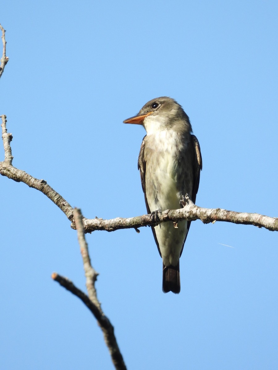 Olive-sided Flycatcher - Jose Bolaños