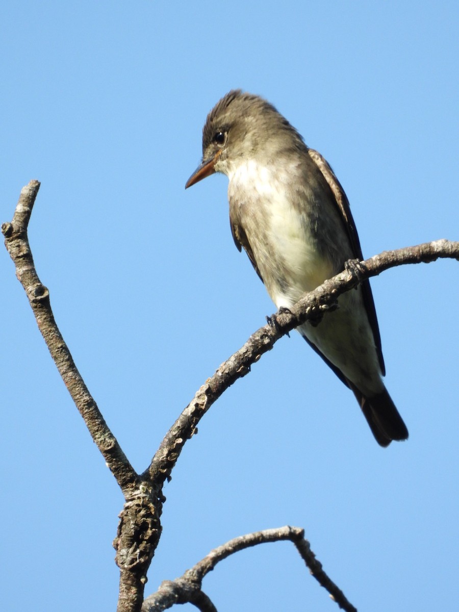 Olive-sided Flycatcher - Jose Bolaños