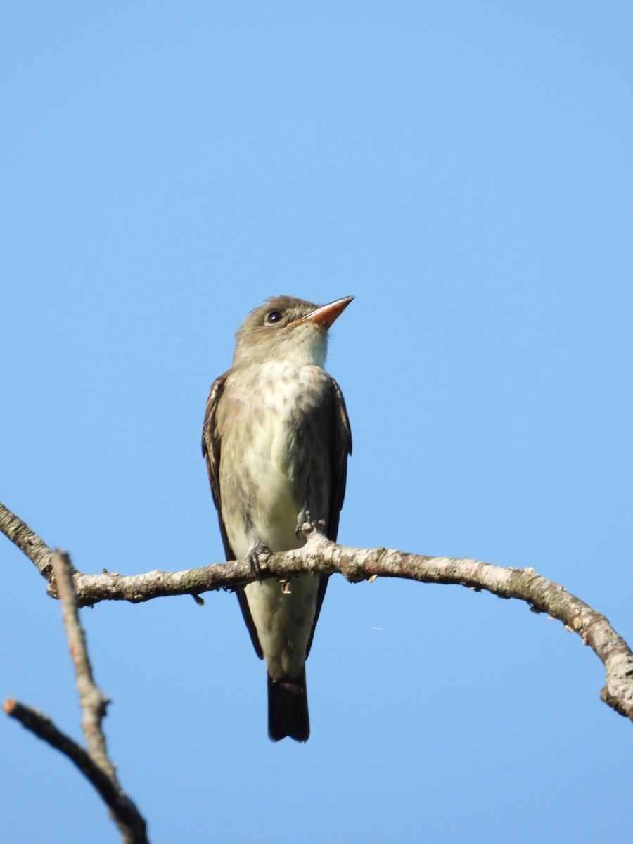 Olive-sided Flycatcher - Jose Bolaños