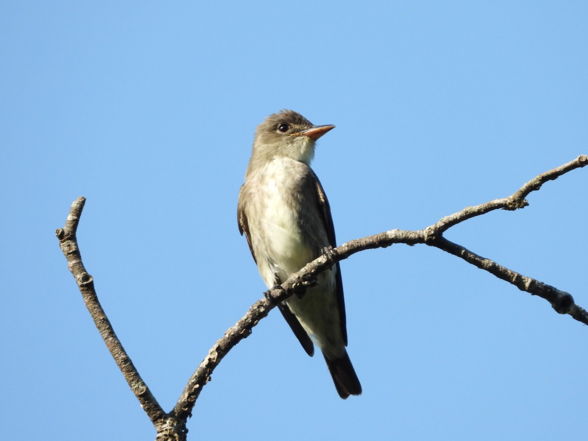 Olive-sided Flycatcher - Jose Bolaños