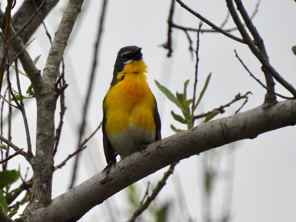 Yellow-breasted Chat - Martha Wild