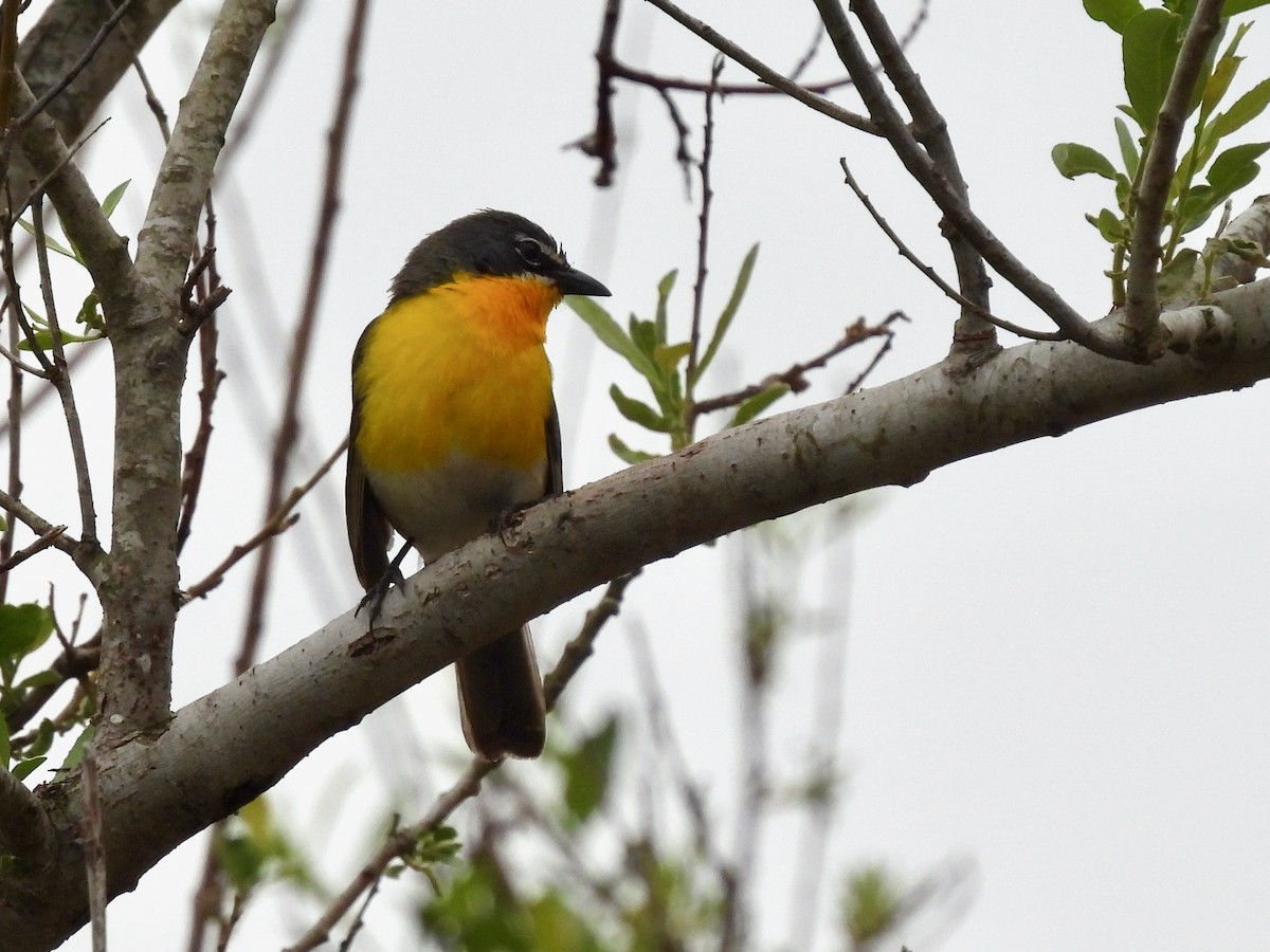 Yellow-breasted Chat - Martha Wild