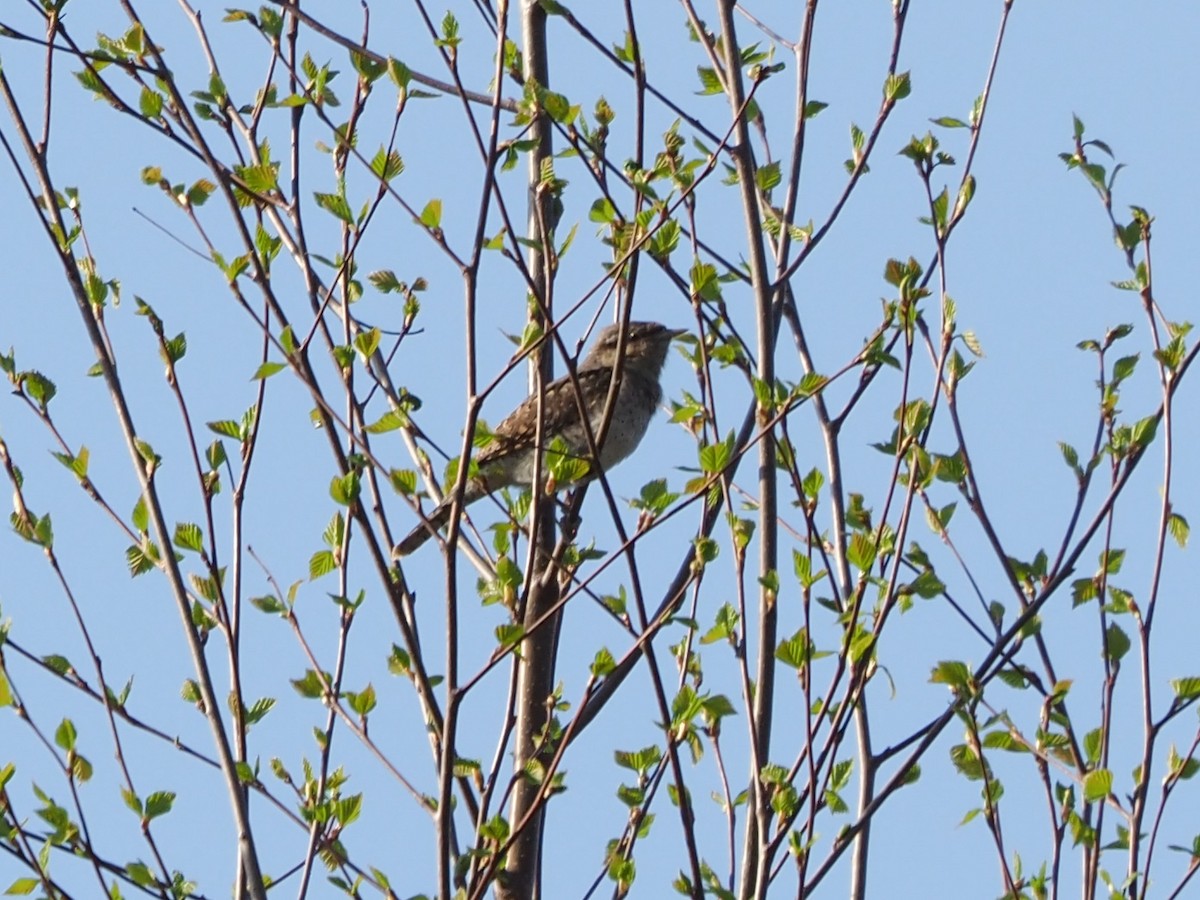 Eurasian Wryneck - Richard Kaskan