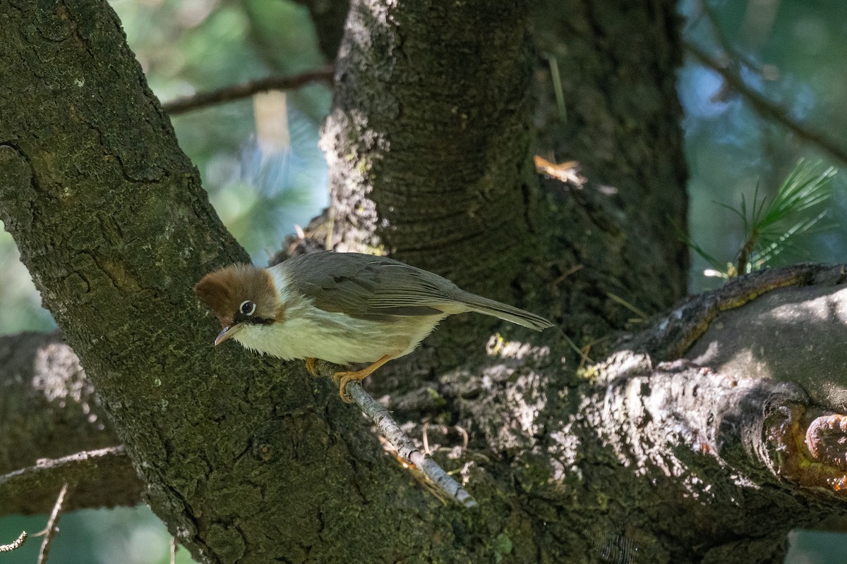 Whiskered Yuhina - Abhi Chakrabarti