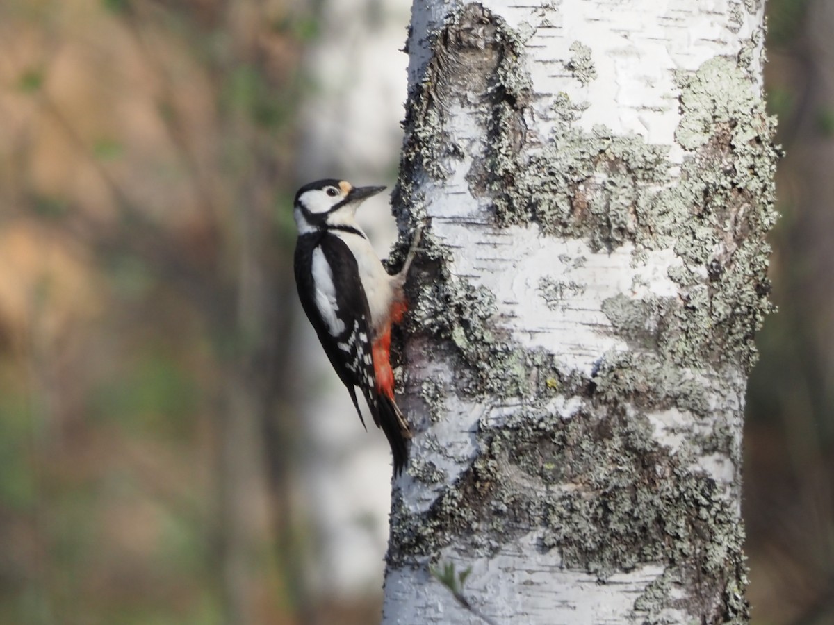 Great Spotted Woodpecker - Richard Kaskan