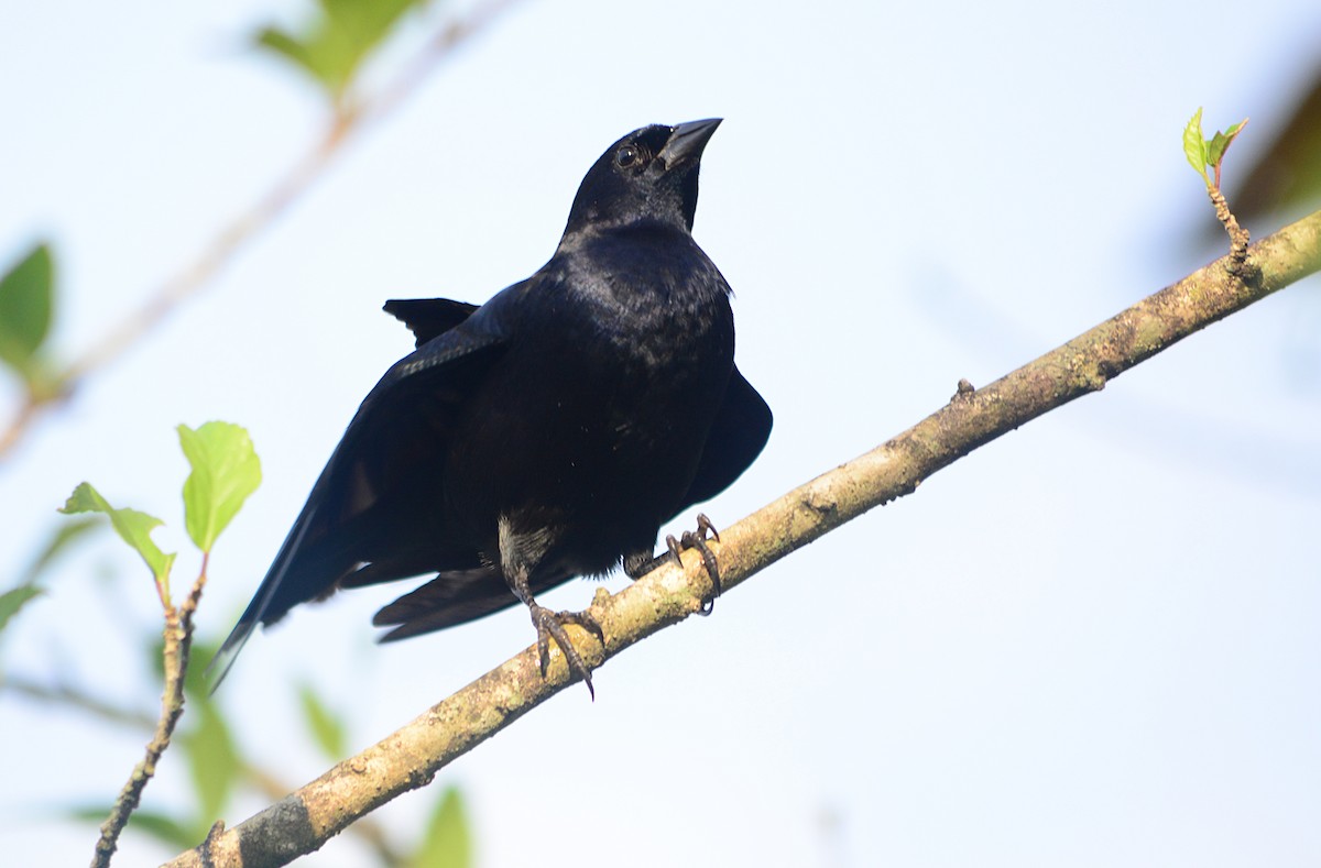 Shiny Cowbird - João Gava Just