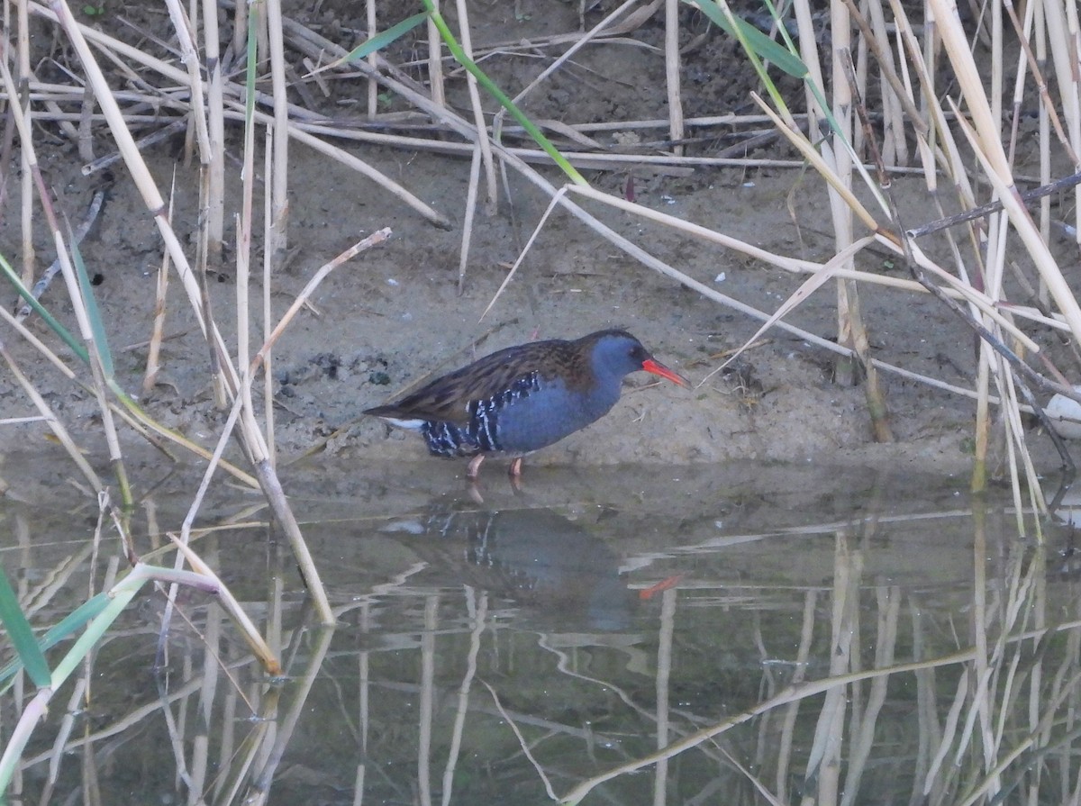 Water Rail - ML619640987