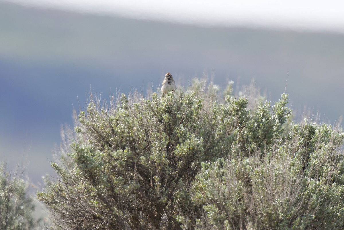 Lark Sparrow - ML619640988