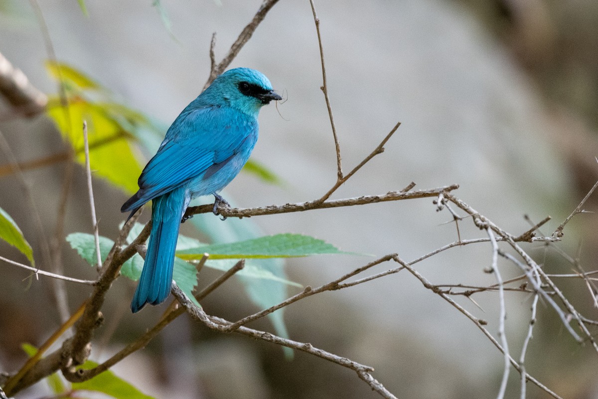 Verditer Flycatcher - Abhi Chakrabarti