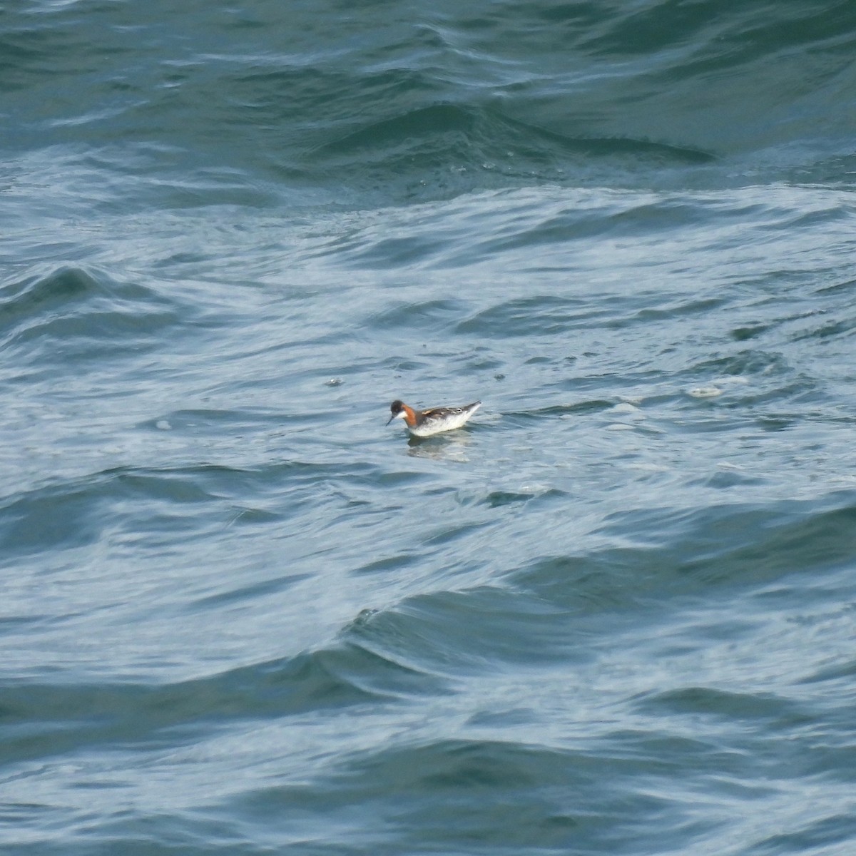 Red-necked Phalarope - Susan Kirkbride