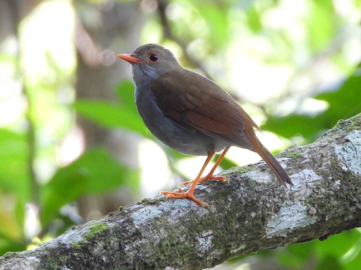 Orange-billed Nightingale-Thrush - Jose Bolaños