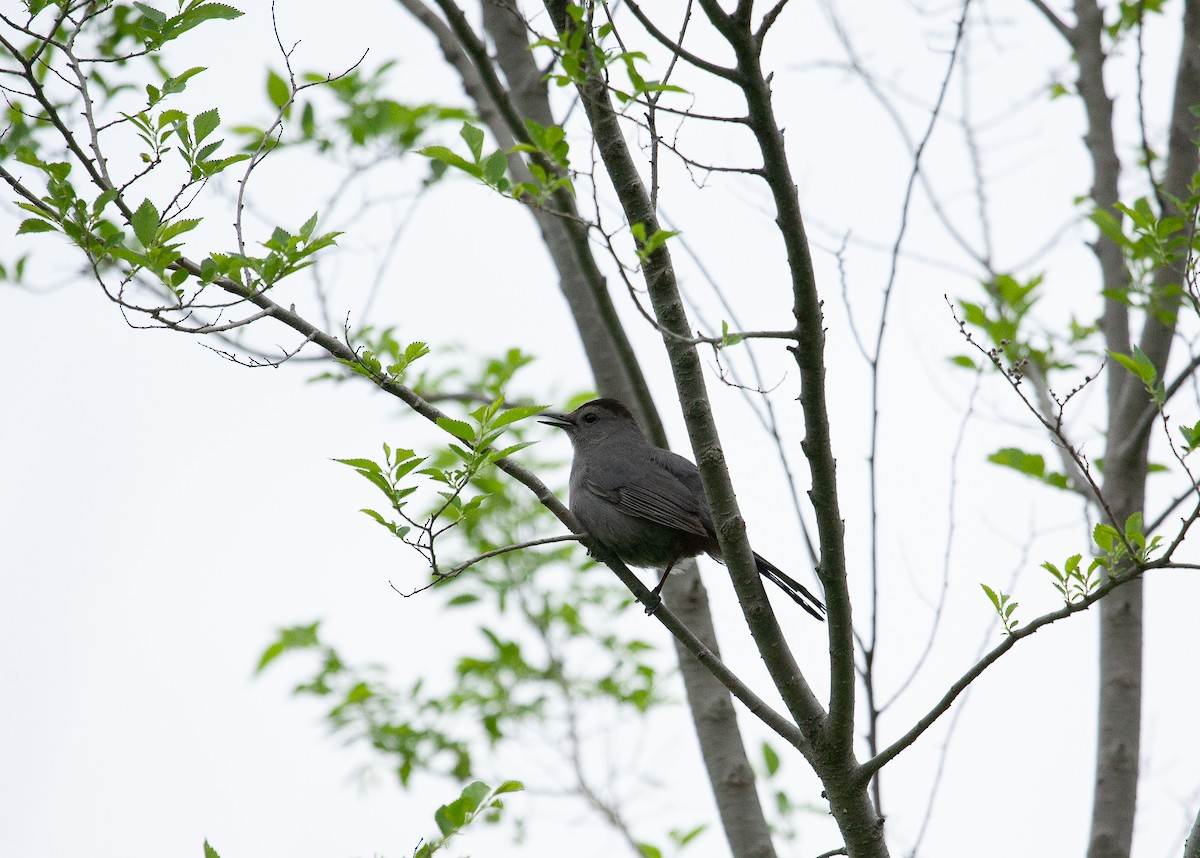 Gray Catbird - Catherine Paquet