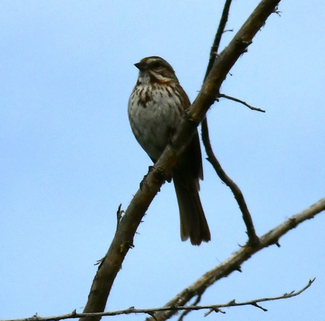 Song Sparrow - Elke Davis