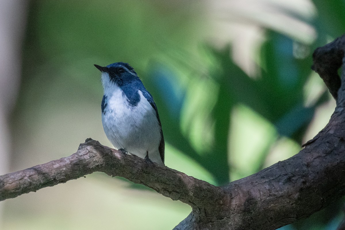 Ultramarine Flycatcher - Abhi Chakrabarti