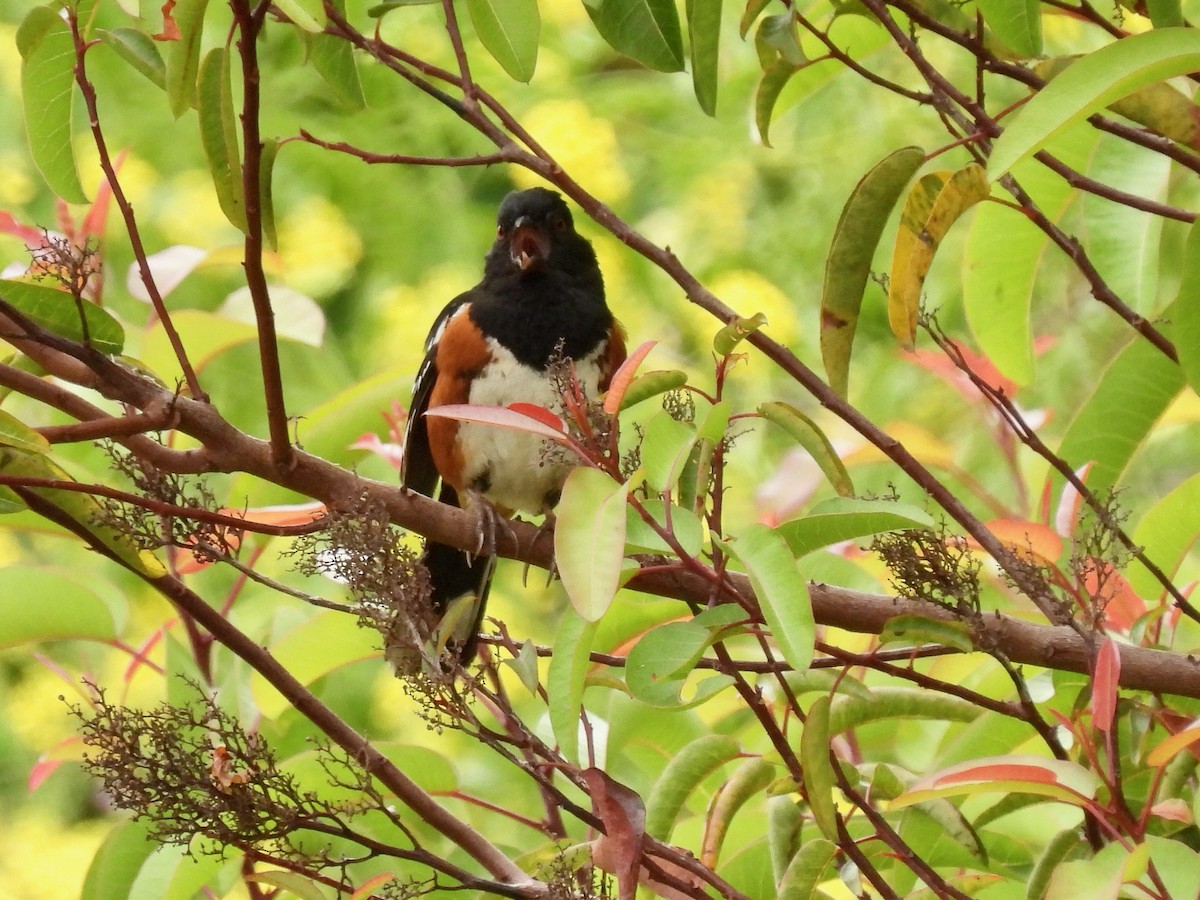 Spotted Towhee - Martha Wild