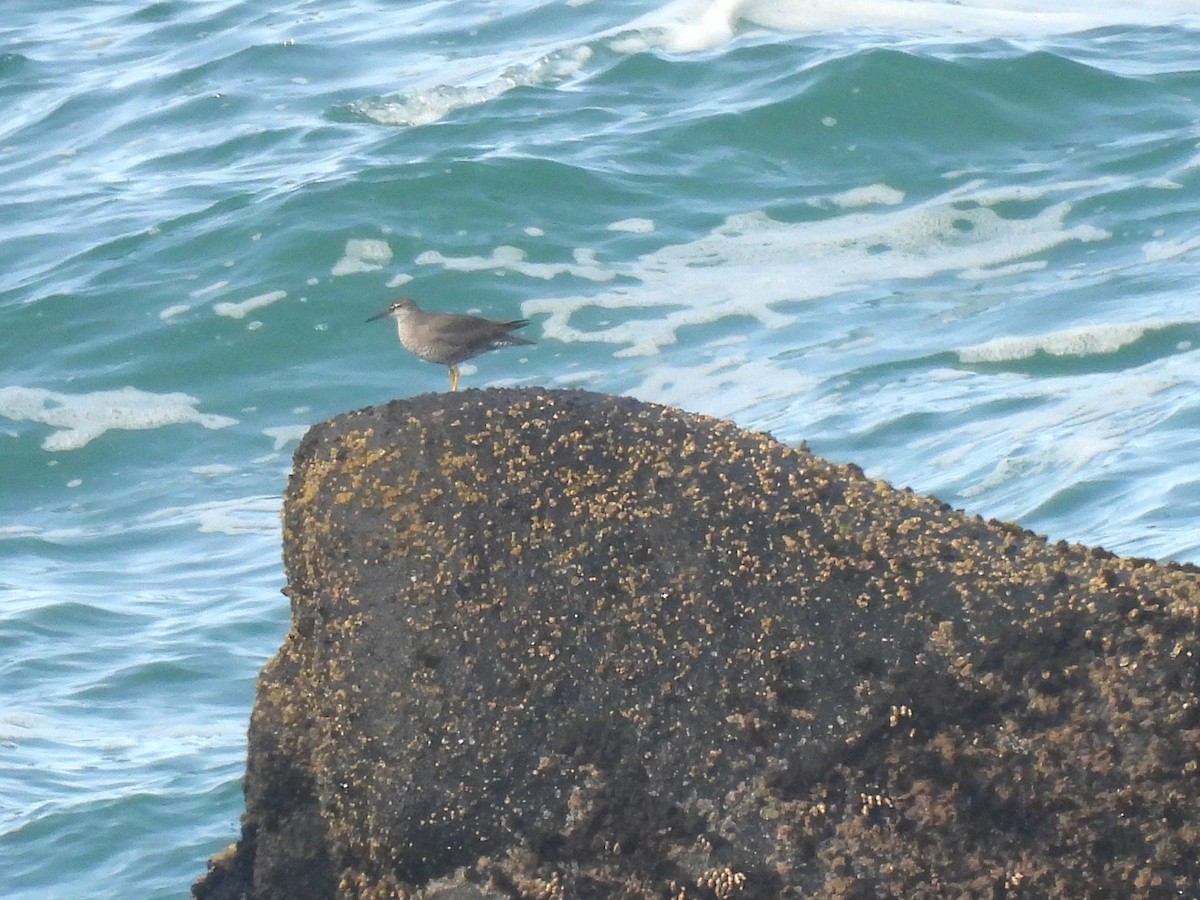 Wandering Tattler - ML619641011