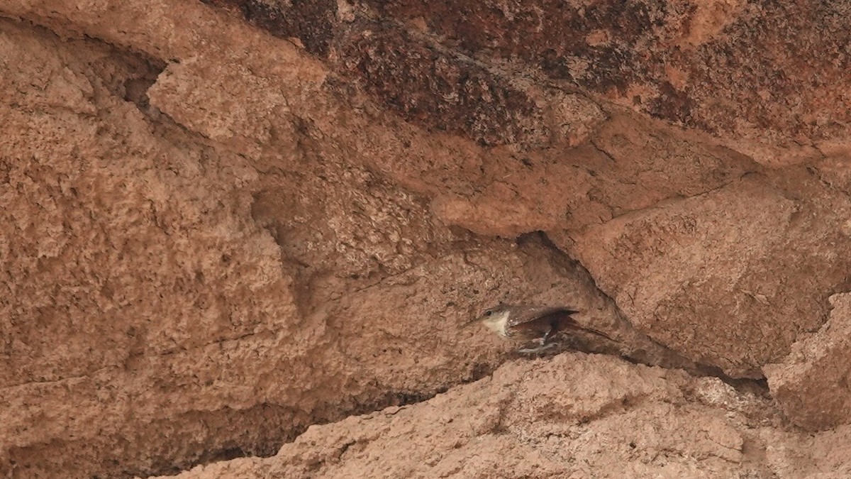 Canyon Wren - ML619641020