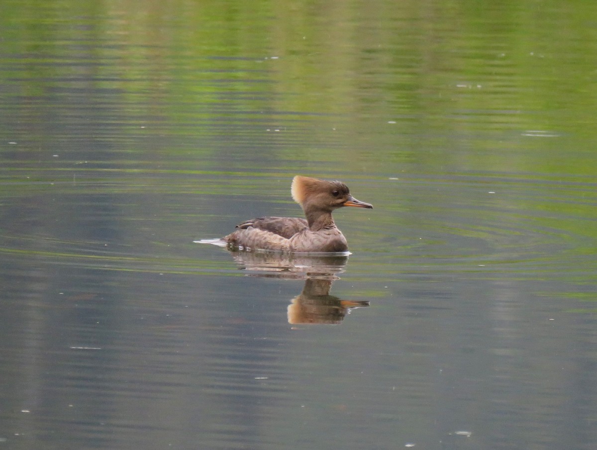 Hooded Merganser - Teresa Weismiller