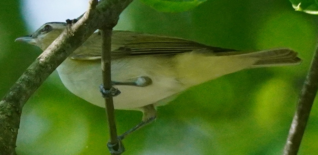 Red-eyed Vireo - ML619641027