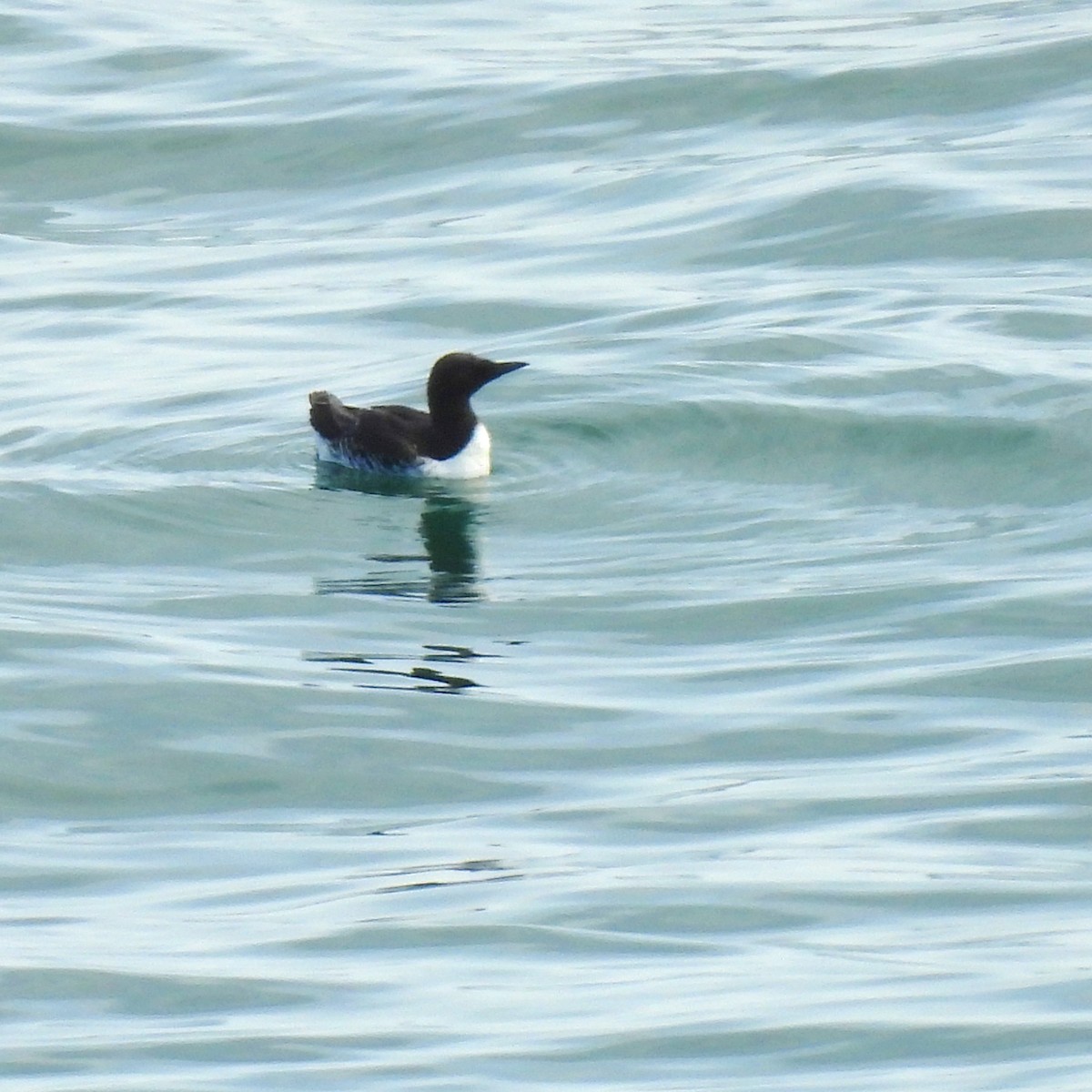 Common Murre - Susan Kirkbride