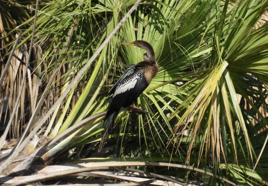 Anhinga - Denise Rychlik