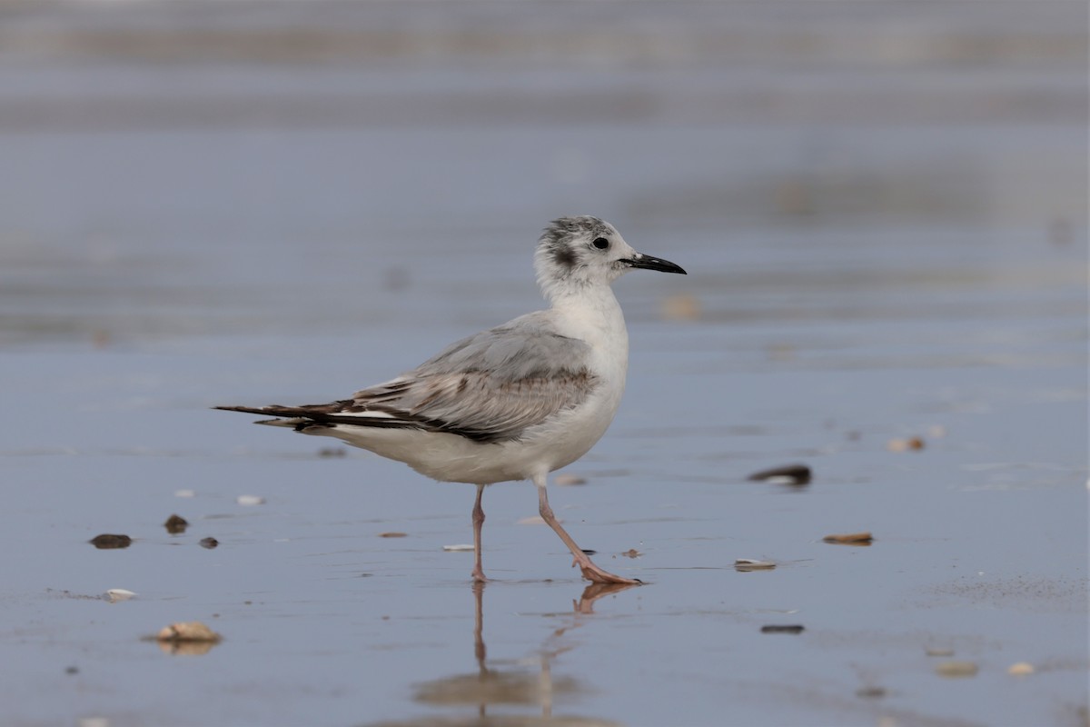 Bonaparte's Gull - ML619641038