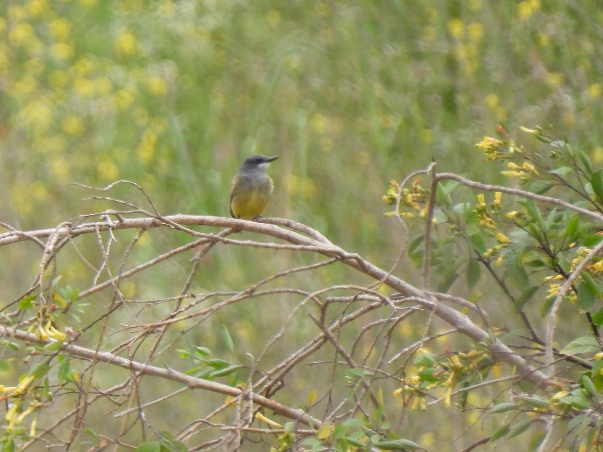 Cassin's Kingbird - Martha Wild