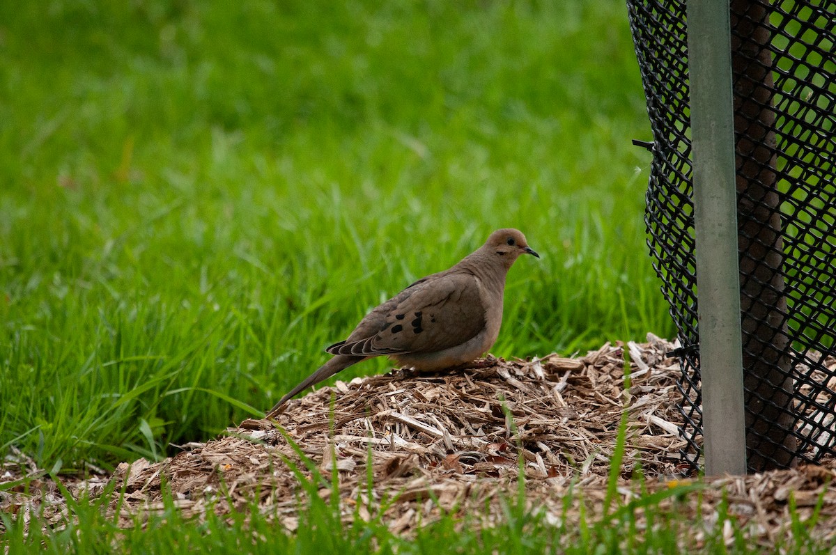 Mourning Dove - Catherine Paquet