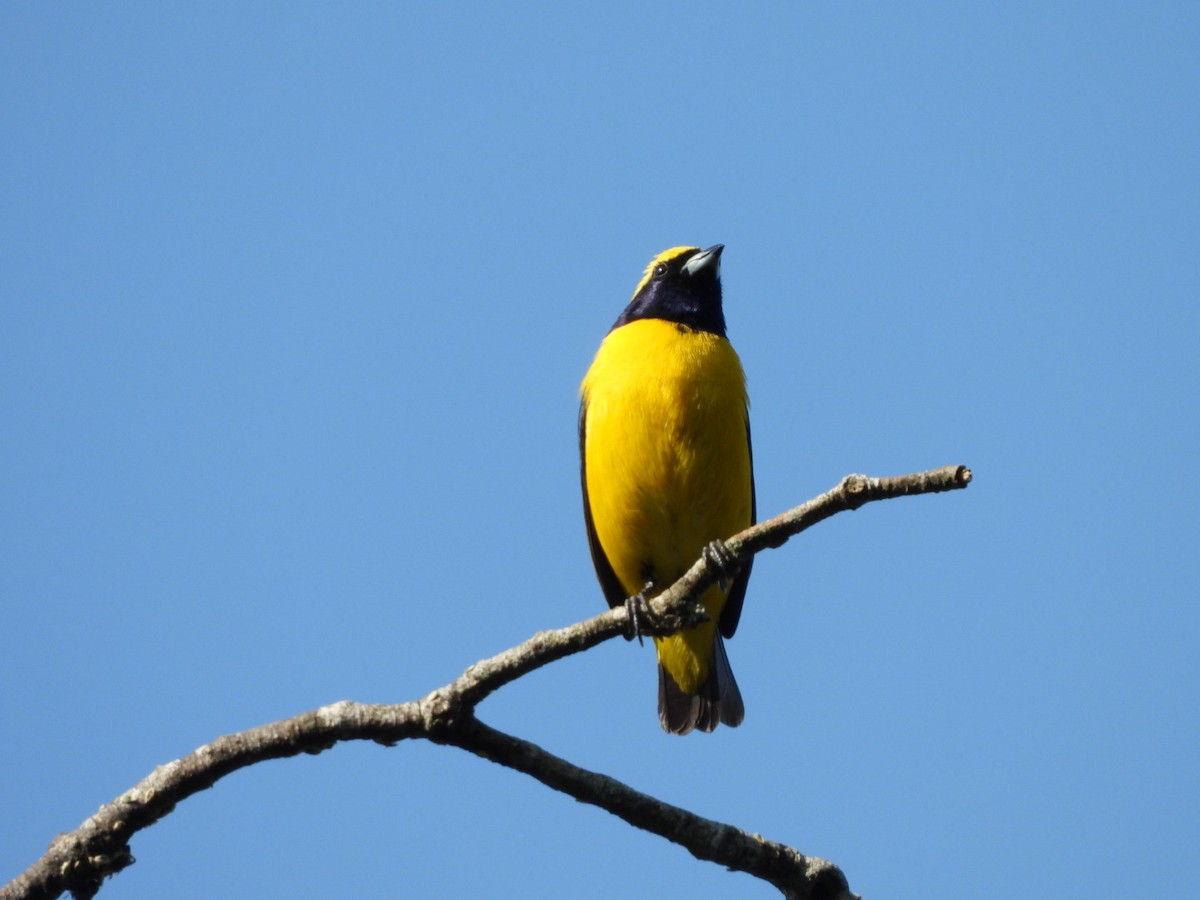 Yellow-crowned Euphonia - ML619641050